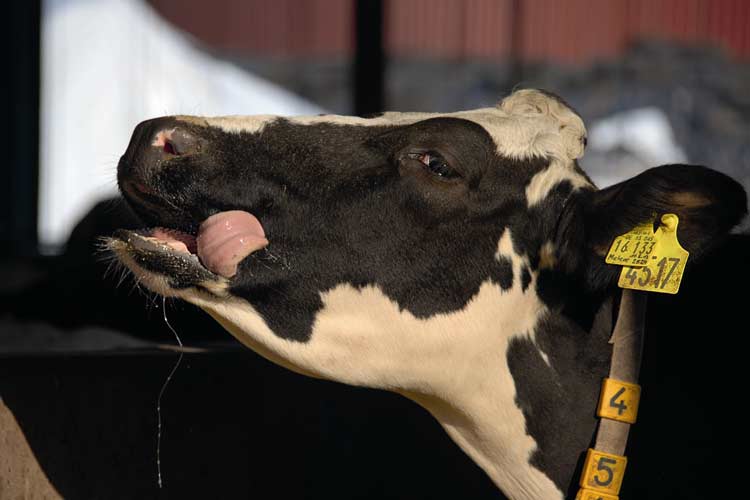 Kühe haben ein sehr komplexes und anspruchsvolles Verdauungssystem. Nährstoffe und die Verdaulichkeit beeinflussen die Leistung.