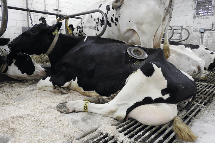 In situ-Kühe der Universität in Madison/Wisconsin. Sie überprüfen regelmäßig die Schätzmodelle in ihrem Pansen. So entsteht ein genaueres Bild von den Inhaltsstoffen und ihrem Vermögen für die Kuh.